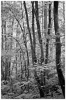 Spring Forest in rain, Chimney area, Tennessee. Great Smoky Mountains National Park, USA. (black and white)