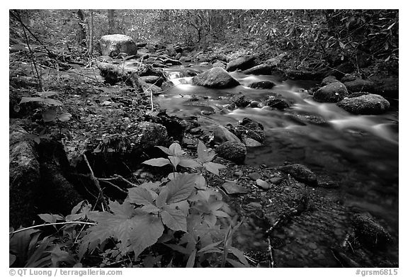 Cosby Creek, Tennessee. Great Smoky Mountains National Park (black and white)