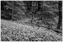 Crested Dwarf Irises and forest, Greenbrier, Tennessee. Great Smoky Mountains National Park, USA. (black and white)