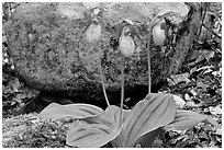 Pink lady slippers and rock, Greenbrier, Tennessee. Great Smoky Mountains National Park, USA. (black and white)