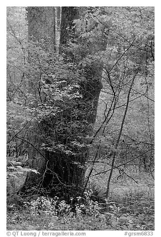 Tree trunks and yellow flowers, Greenbrier, Tennessee. Great Smoky Mountains National Park (black and white)