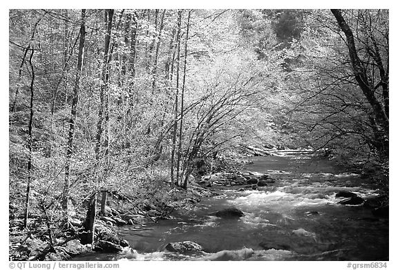 Middle Prong of the Little River in the sun, Tennessee. Great Smoky Mountains National Park (black and white)
