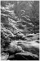 Blooming dogwoods along the Middle Prong of the Little River, Tennessee. Great Smoky Mountains National Park, USA. (black and white)