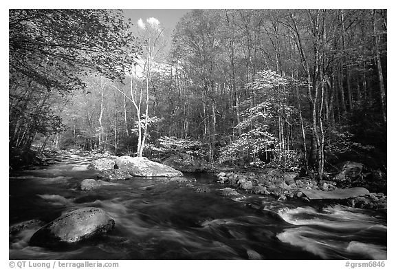 River and dogwoods, late afternoon sun, Middle Prong of the Little River, Tennessee. Great Smoky Mountains National Park, USA.