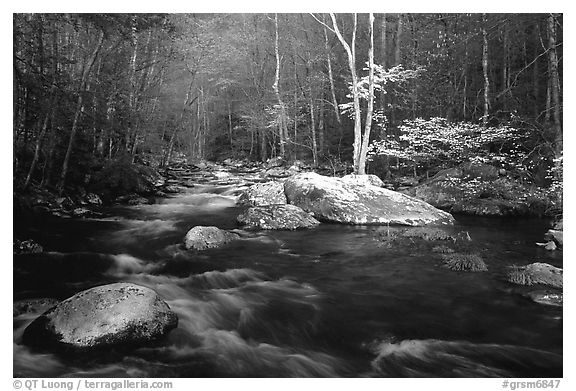Blossoming Dogwoods, late afternoon sun, Middle Prong of the Little River, Tennessee. Great Smoky Mountains National Park (black and white)