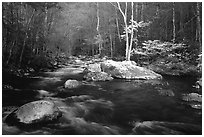 Blossoming Dogwoods, late afternoon sun, Middle Prong of the Little River, Tennessee. Great Smoky Mountains National Park, USA. (black and white)
