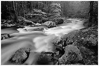 Middle Prong of the Little River flowing past dogwoods, Tennessee. Great Smoky Mountains National Park, USA. (black and white)