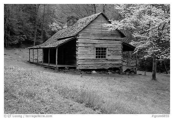 Noah Ogle Farm and dogwood tree in bloom, Tennessee. Great Smoky Mountains National Park (black and white)