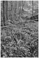Crested Dwarf Irises in Forest, Roaring Fork, Tennessee. Great Smoky Mountains National Park ( black and white)