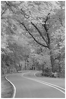 Rood, curve, fall colors, West Mountain. Hot Springs National Park, Arkansas, USA. (black and white)