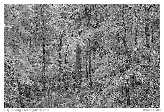 Forest in fall colors, West Mountain. Hot Springs National Park (black and white)