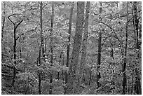 Forest in autumn colors, West Mountain. Hot Springs National Park, Arkansas, USA. (black and white)