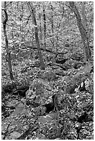 Boulders and trees in fall foliage, Gulpha Gorge. Hot Springs National Park ( black and white)