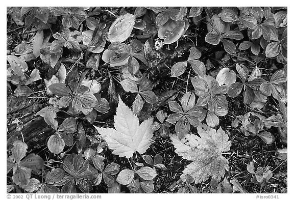 Forest floor detail in autumn. Isle Royale National Park (black and white)