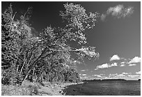 Poplar, coast on Rock Harbor trail. Isle Royale National Park, Michigan, USA. (black and white)