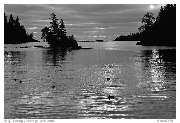 Loons, early morning on Chippewa harbor. Isle Royale National Park (black and white)