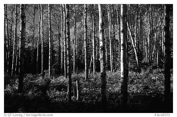 Birch trees near Mt Franklin trail. Isle Royale National Park (black and white)