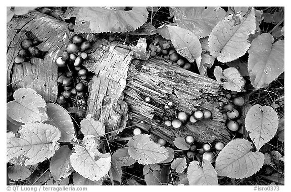 Log and mushrooms. Isle Royale National Park (black and white)