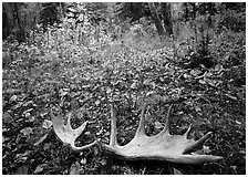 Fallen moose antlers in autumn forest. Isle Royale National Park, Michigan, USA. (black and white)