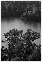 Trees above Duncan Bay. Isle Royale National Park ( black and white)