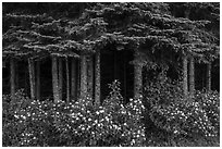 White blooms and dark forest. Isle Royale National Park ( black and white)