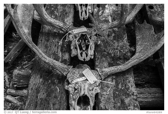 Moose skulls with identification label. Isle Royale National Park (black and white)