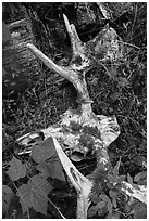 Moose skull with attached antlers on forest floor. Isle Royale National Park ( black and white)