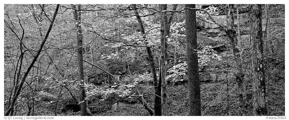 Forest in autumn and cliffs. Mammoth Cave National Park (black and white)