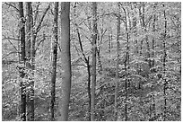 Deciduous trees with yellow leaves. Mammoth Cave National Park, Kentucky, USA. (black and white)