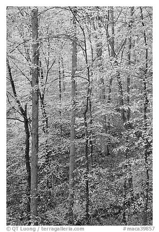 Trees with leaves turned yellow. Mammoth Cave National Park (black and white)