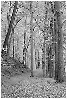 Trail in autumn forest. Mammoth Cave National Park, Kentucky, USA. (black and white)