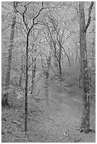 Styx stream and forest in fall foliage during rain. Mammoth Cave National Park, Kentucky, USA. (black and white)