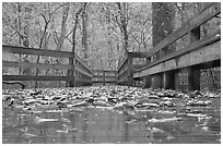 Wet boardwalk during rain. Mammoth Cave National Park, Kentucky, USA. (black and white)