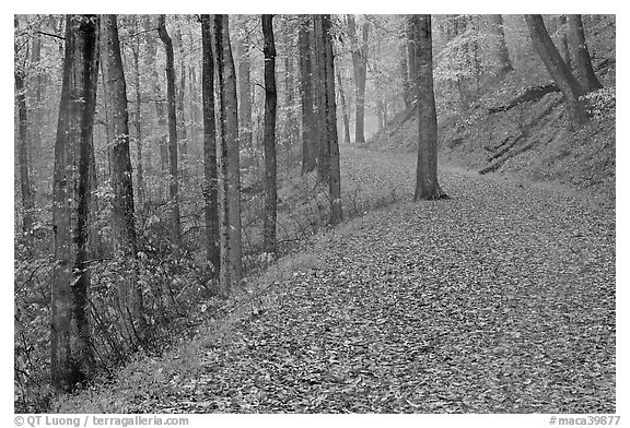Trail with fallen leaves. Mammoth Cave National Park, Kentucky, USA.