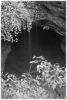 Entrance shaft and rain-fed water drip. Mammoth Cave National Park, Kentucky, USA. (black and white)