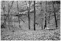Forest in fall inside sinkhole. Mammoth Cave National Park, Kentucky, USA. (black and white)