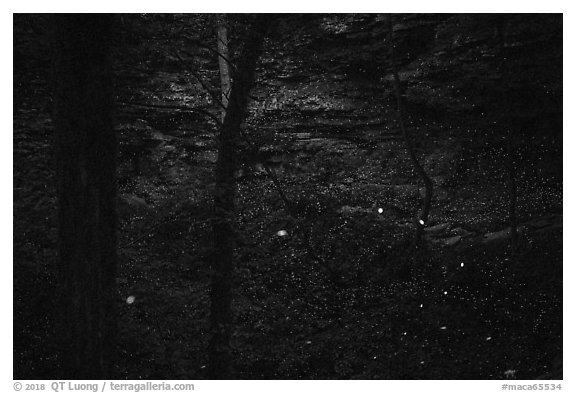 Fireflies and sinkhole. Mammoth Cave National Park (black and white)