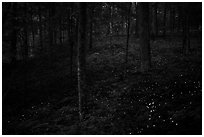Lights of Synchronous fireflies in forest. Mammoth Cave National Park ( black and white)