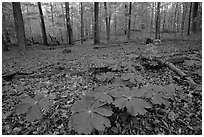 May apple plants with giant leaves on forest floor. Mammoth Cave National Park, Kentucky, USA. (black and white)