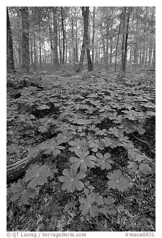 May apple Plants with giant leaves on forest floor. Mammoth Cave National Park (black and white)
