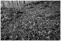 Crested dwarf irises. Mammoth Cave National Park, Kentucky, USA. (black and white)