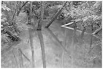 Trees and reflections in Echo River Spring. Mammoth Cave National Park, Kentucky, USA. (black and white)