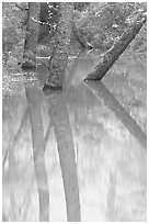 Trees and reflections in green waters of Echo River Spring. Mammoth Cave National Park, Kentucky, USA. (black and white)