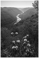 Rhododendron in bloom framing river gorge from Grandview. New River Gorge National Park and Preserve ( black and white)