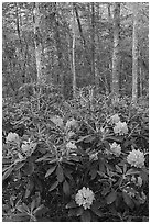 Rododendrons blooming in forest. New River Gorge National Park and Preserve ( black and white)