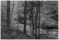 Trees with fresh spring leaves bordering Glade Creek. New River Gorge National Park and Preserve ( black and white)