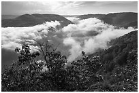 Flowers and dissipating fog from Grandview North Overlook. New River Gorge National Park and Preserve ( black and white)