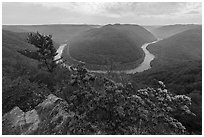 Flowers and new River bend from Grandview North Overlook. New River Gorge National Park and Preserve ( black and white)