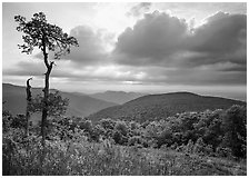 Tree and overlook in the spring. Shenandoah National Park, Virginia, USA. (black and white)