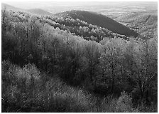 Trees and hills in the spring, late afternoon, Hensley Hollow. Shenandoah National Park, Virginia, USA. (black and white)
